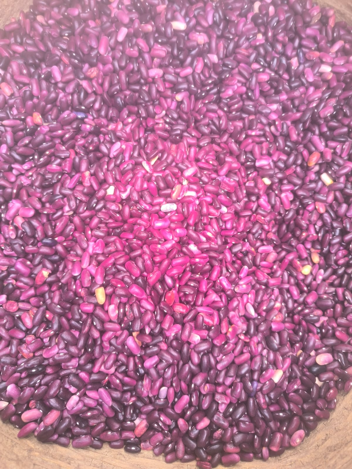 Rajma harvest Silchar 2025